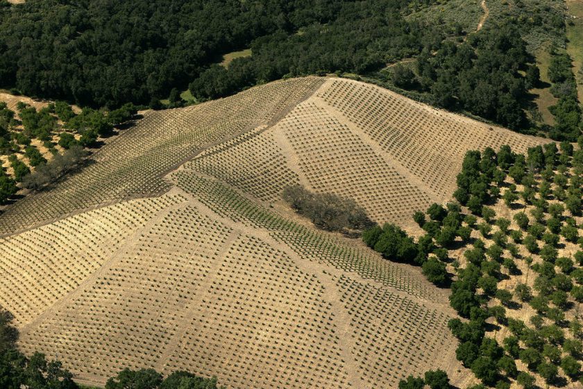 Zinfandel: American Heritage in a Glass