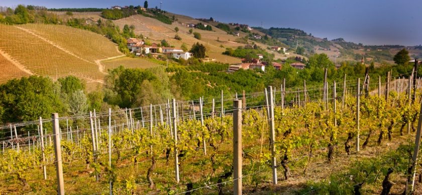 Cigliuti: Purity and Terroir in Barbaresco