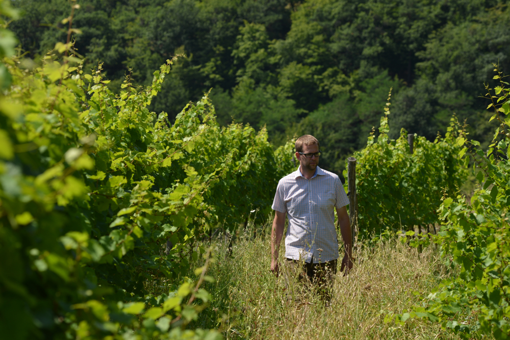 Nikolaihof: Deep Roots in the Wachau