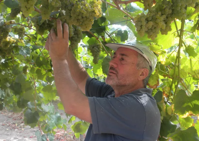 Compañía de Vinos Tricó
