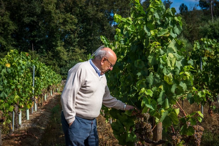 Bodegas O’Ventosela