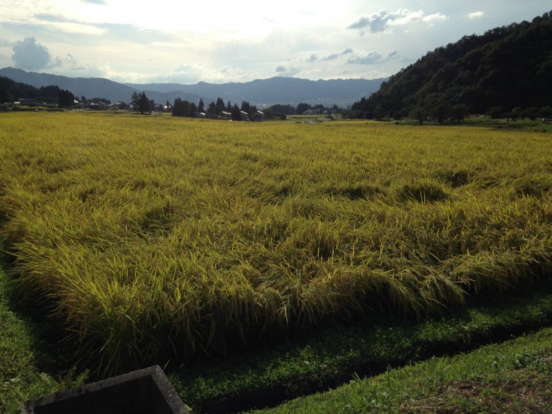 Midorikawa Brewery