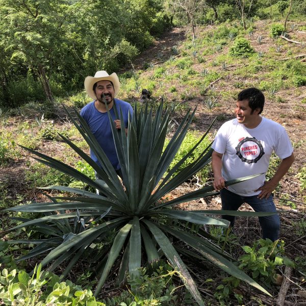 Tosba Mezcal