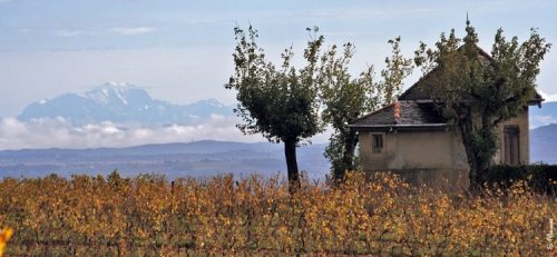 Domaine de la Petite Gallee: Lyon’s Gamay King