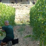 Harvest 2016 at Le Clos