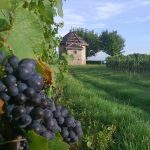 Gorgeous old vines Gamay