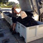 Ceaseless Wild: A Tribute to Grace & the Grenache of California