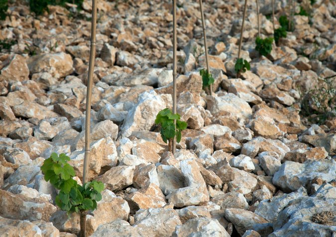 Famille des Causses