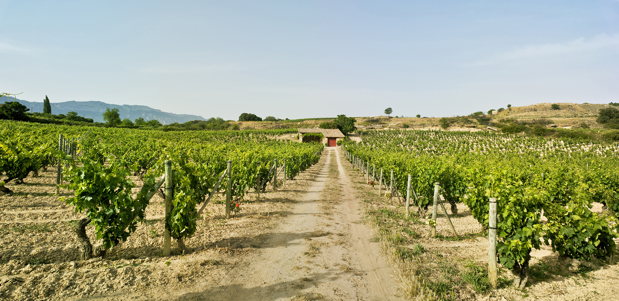 Avant-Garde Alavesa: Bodegas y Viñedos Artadi