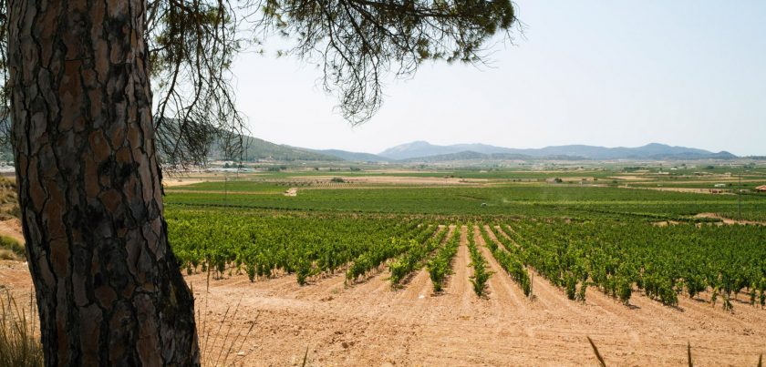 Bodegas y Viedos El Sequ