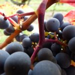 Fully ripe Cabernet Franc stems