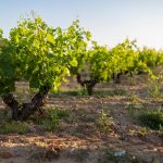 Finca Torremilanos: A Gem Hidden In Plain Sight 9