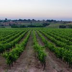 Finca Torremilanos: A Gem Hidden In Plain Sight 20