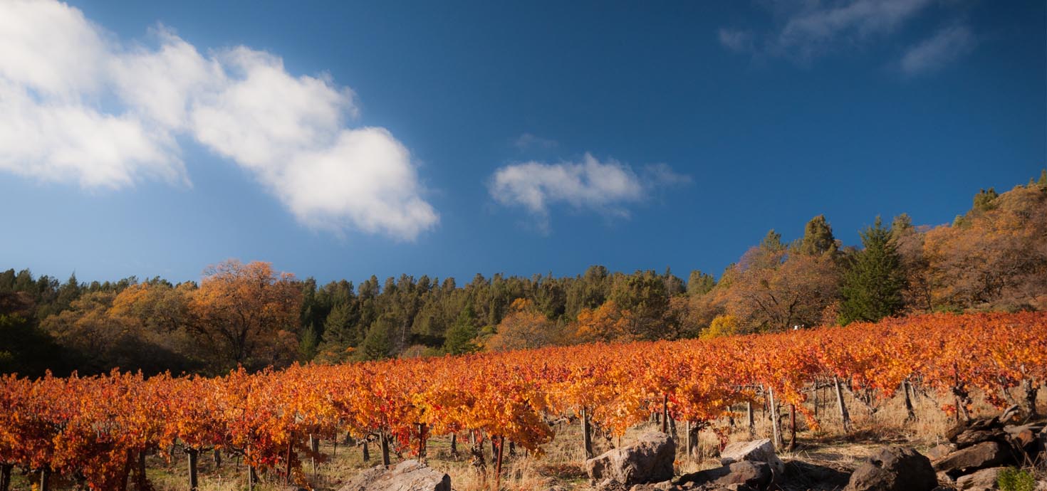 Introducing Mayacamas: 128 Years, Singular & Resilient