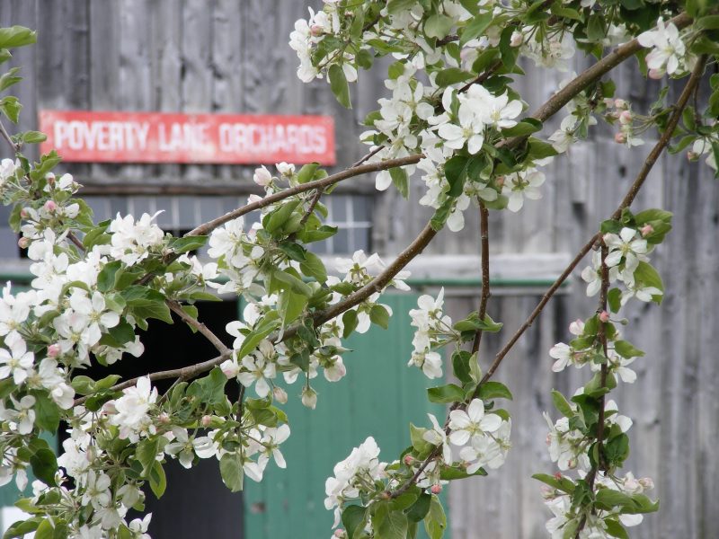 Farnum Hill Ciders