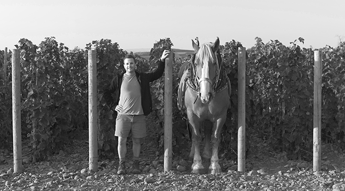 Horsepower Vineyards