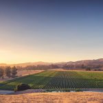 Where the Hills Meet the Sea: Tyler Winery's Exploration of Santa Barbara County 10