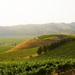 Where the Hills Meet the Sea: Tyler Winery's Exploration of Santa Barbara County 12