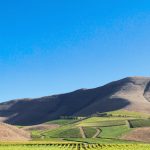 Where the Hills Meet the Sea: Tyler Winery's Exploration of Santa Barbara County 14