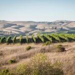 Where the Hills Meet the Sea: Tyler Winery's Exploration of Santa Barbara County 18