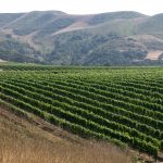 Where the Hills Meet the Sea: Tyler Winery's Exploration of Santa Barbara County 19