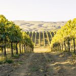 Where the Hills Meet the Sea: Tyler Winery's Exploration of Santa Barbara County 20