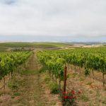 Where the Hills Meet the Sea: Tyler Winery's Exploration of Santa Barbara County 21