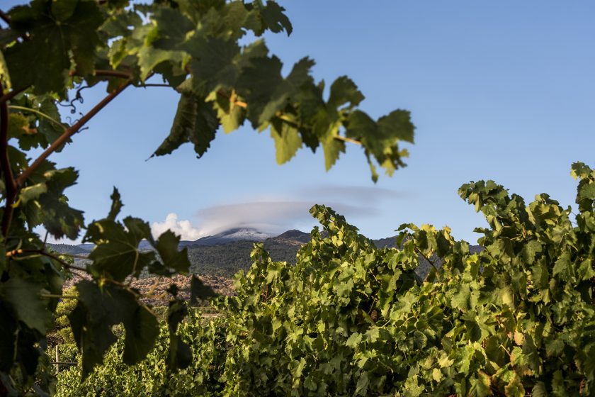 Famiglia Statella on Mount Etna: “A Star is Born”!