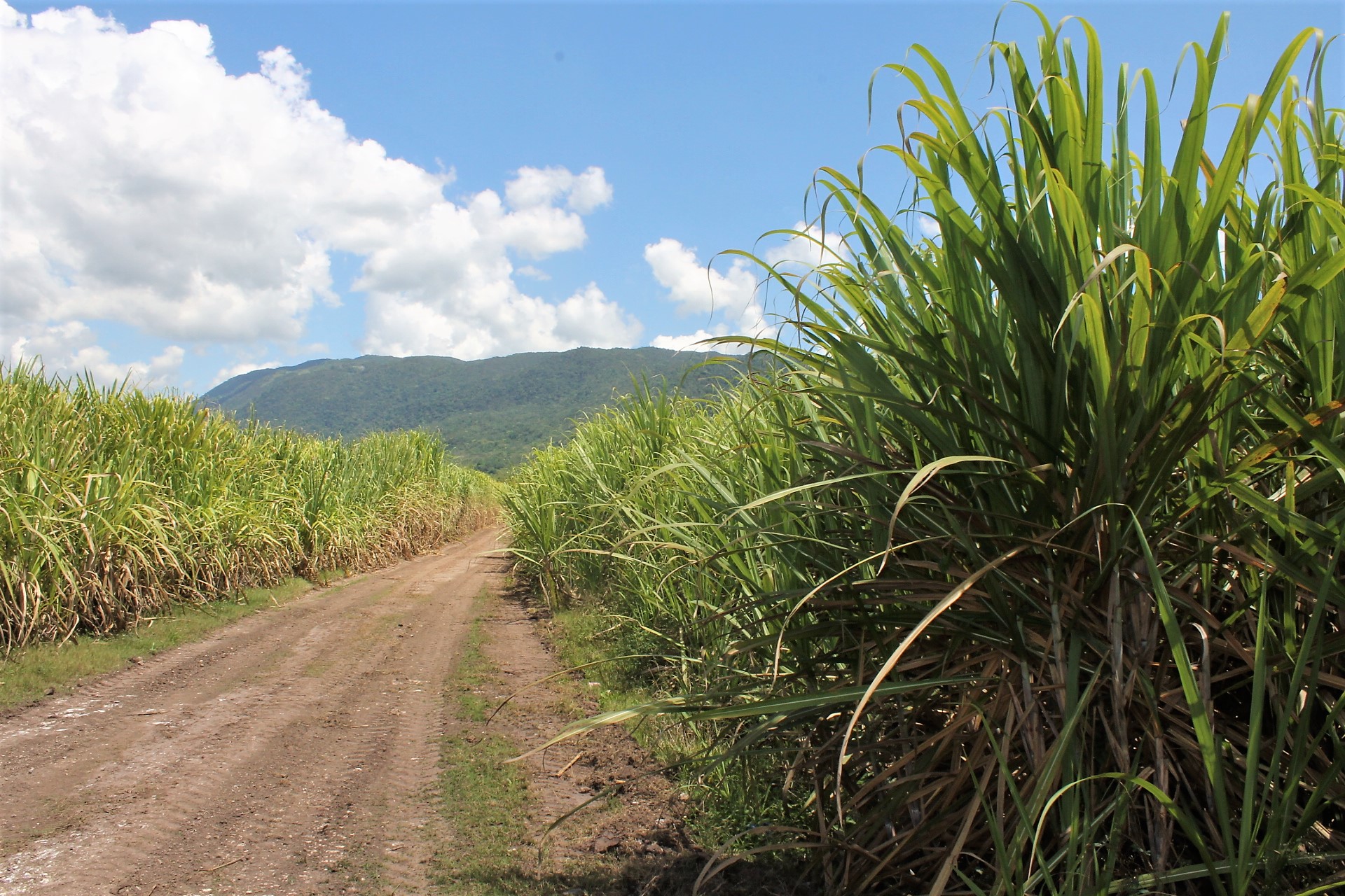 TOP RANKING: A Deeper Dive into the Magic of True Jamaican Rum