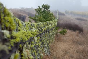 “Going to the Woods is Going Home”: Peay Vineyards and the Contemporary American Wine Estate 14