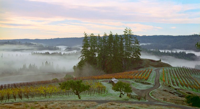 “Going to the Woods is Going Home”: Peay Vineyards and the Contemporary American Wine Estate