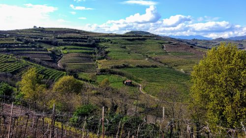 Back to the Future of Soave (and Valpolicella)!