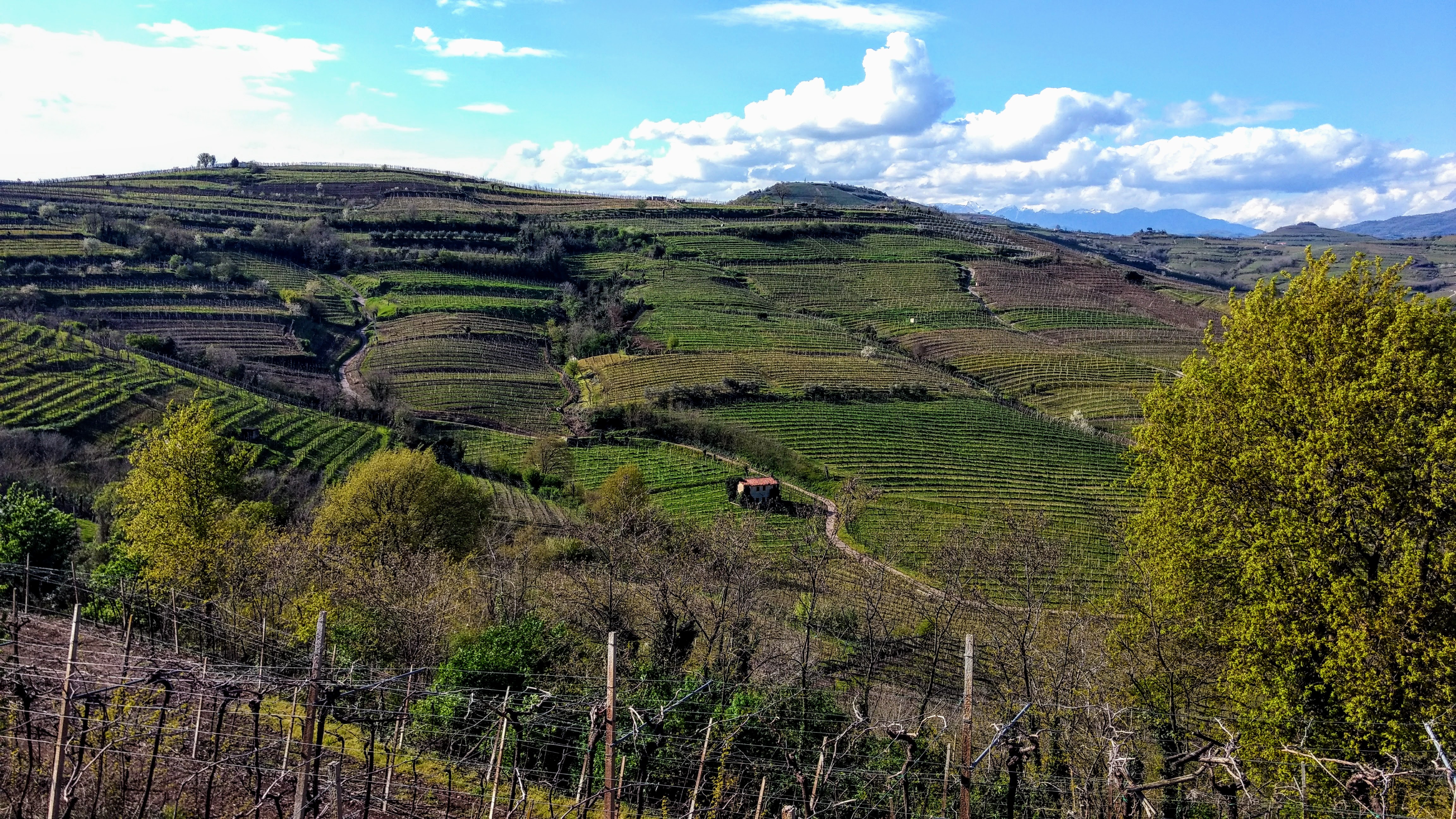 Back to the Future of Soave (and Valpolicella)!