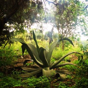 RESPECT TO THE MAESTROS: Agave, Community and Socioeconomics in Mezcal 1