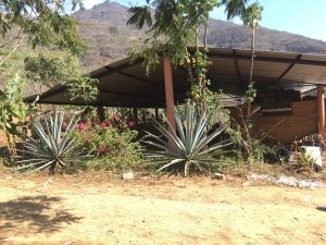 RESPECT TO THE MAESTROS: Agave, Community and Socioeconomics in Mezcal 4