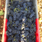 Pinot Noir from Clerget | Volnay
