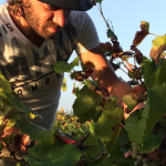 Domaine Les Hautes Noëlles | Muscadet