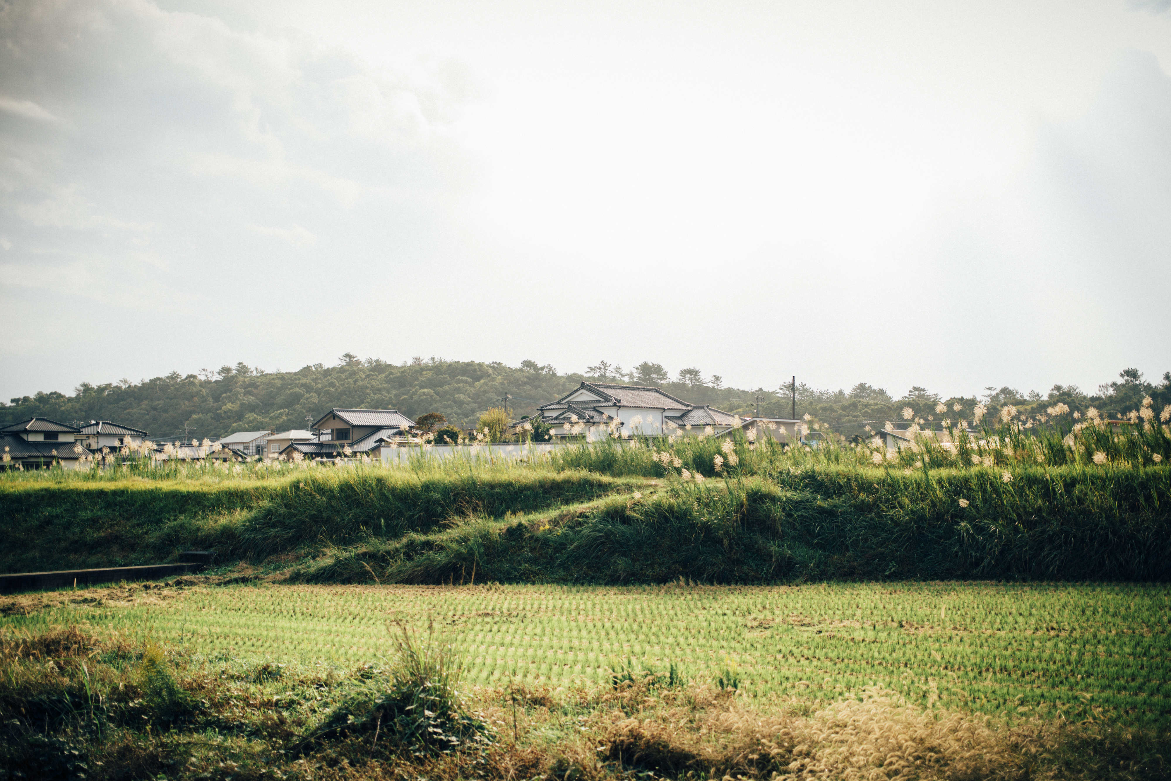 An Intro to Shochu: Japan’s Terroir-Driven Spirit