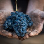 A cluster of Grenache from La Bernarde