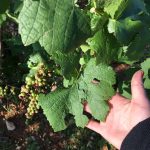 Hail damaged Bourgogne Rouge