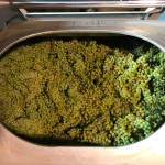 Chardonnay in the press at Rolet