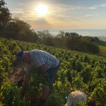 Michel Tête | Domaine du Clos du Fief