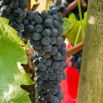 Syrah | Crozes Hermitage Thalabert