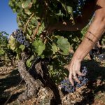 Ideal conditions for harvest at La Bernarde in Côtes de Provence