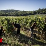 La Bernarde | Côtes de Provence