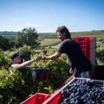 La Bernarde | Côtes de Provence