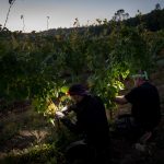 Night picking at La Bernarde