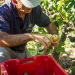 Hermitage Blanc Harvest | Jaboulet