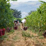 Harvesting Crozes-Hermitage Blanc Mule Blanche