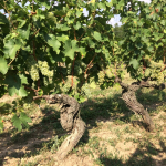 Old Vine Chenin Blanc | Le Rocher des Violettes